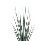 Sansevieria Fernwood Mikado - 80cm