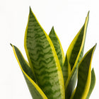 Sansevieria Futura Superba - 35cm