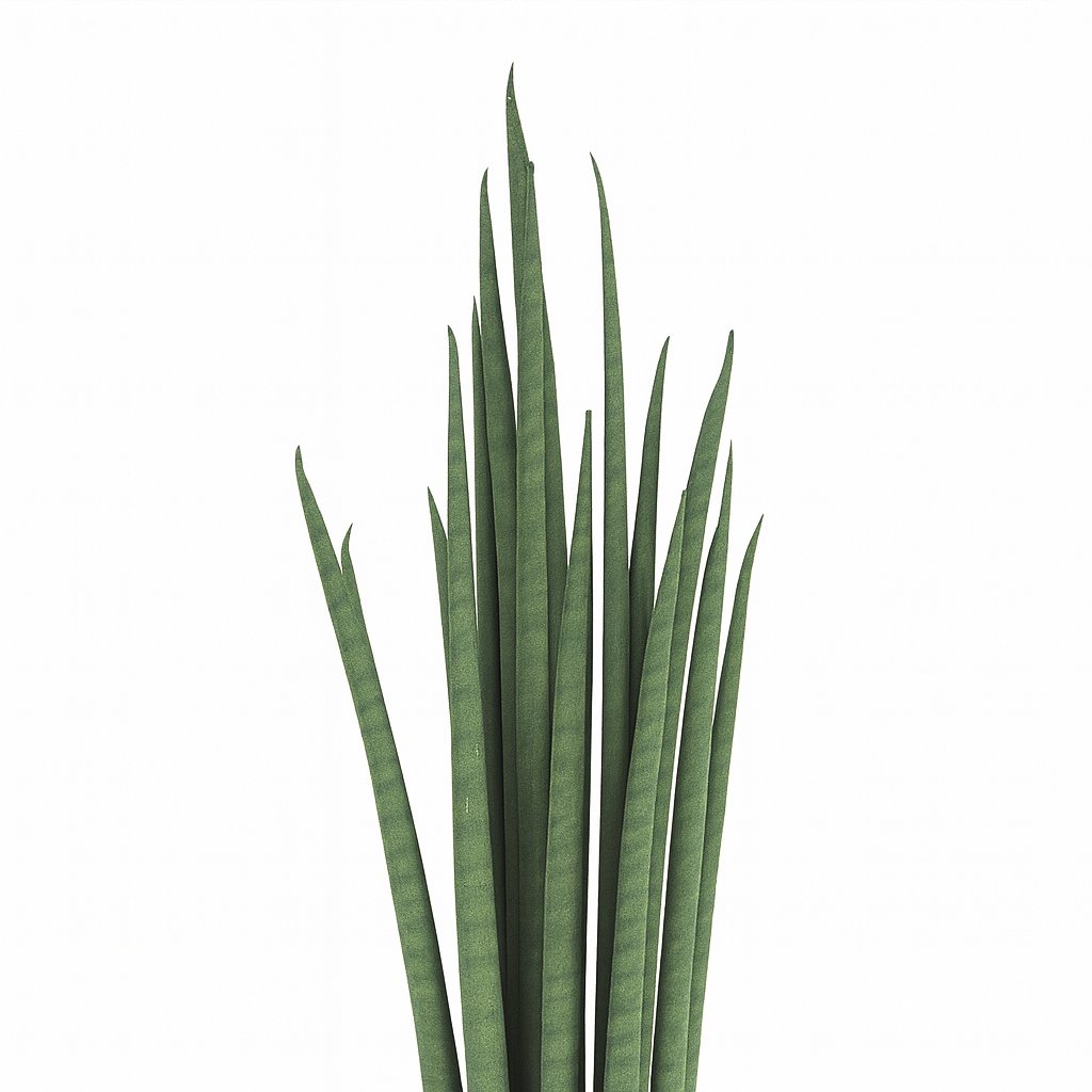 Sansevieria Mikado - 40cm