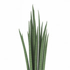 Sansevieria Mikado - 40cm