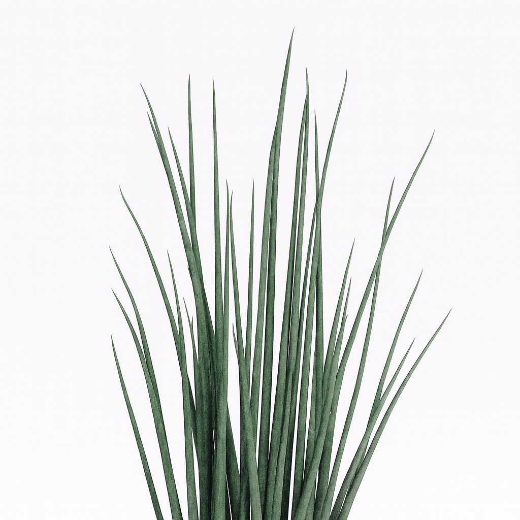 Sansevieria Mikado - 70cm