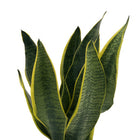 Sansevieria Superba - 40cm