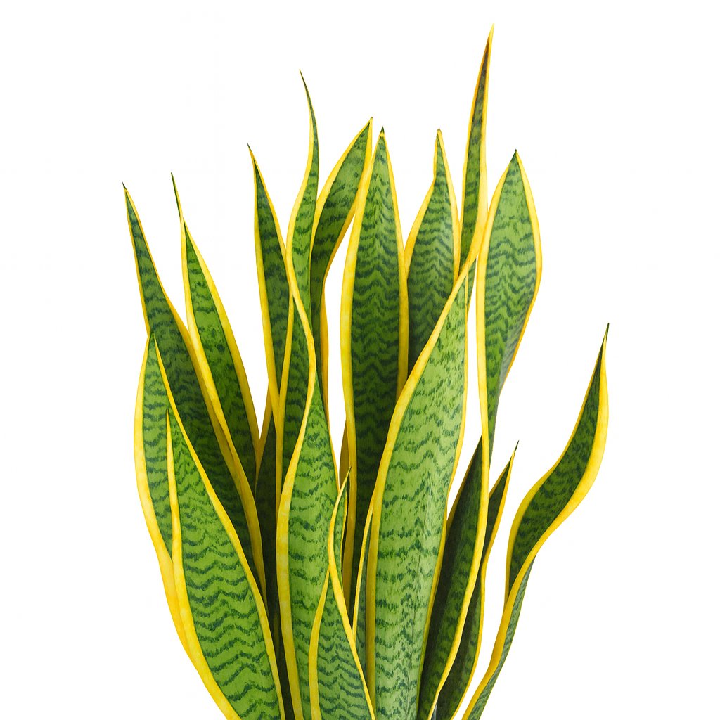 Sansevieria Trifasciata Laurentii - 50cm