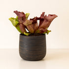 Sarracenia - 20cm in einem modernen Studio mit modernem Topf