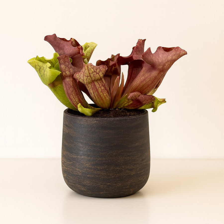 Sarracenia - 20cm in einem modernen Studio mit modernem Topf