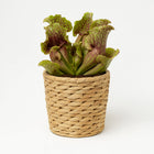 Sarracenia - 20cm in einem modernen Studio mit modernem Topf