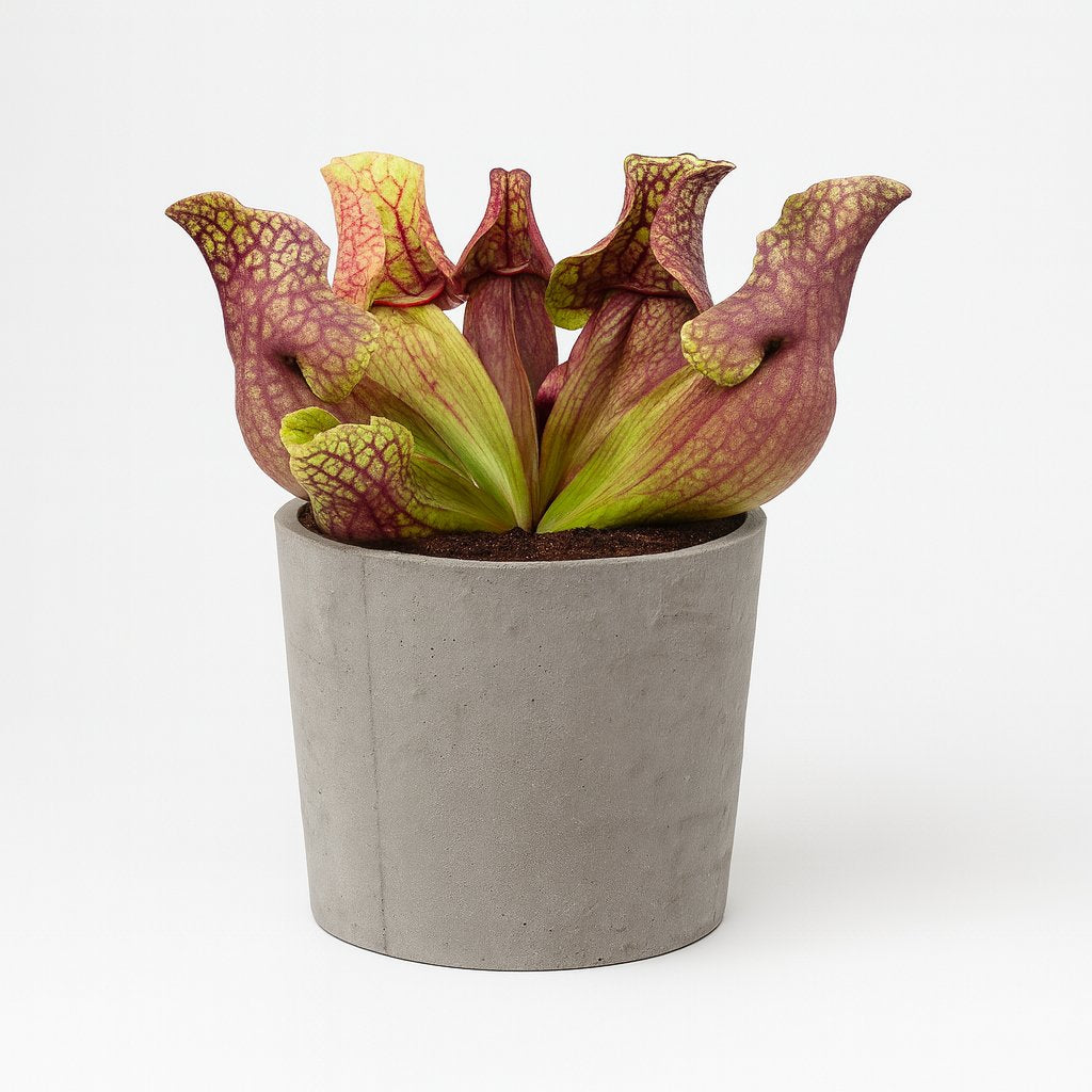 Sarracenia Venosa - 20cm in einem modernen Studio mit modernem Topf