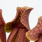 Sarracenia Venosa - 20cm