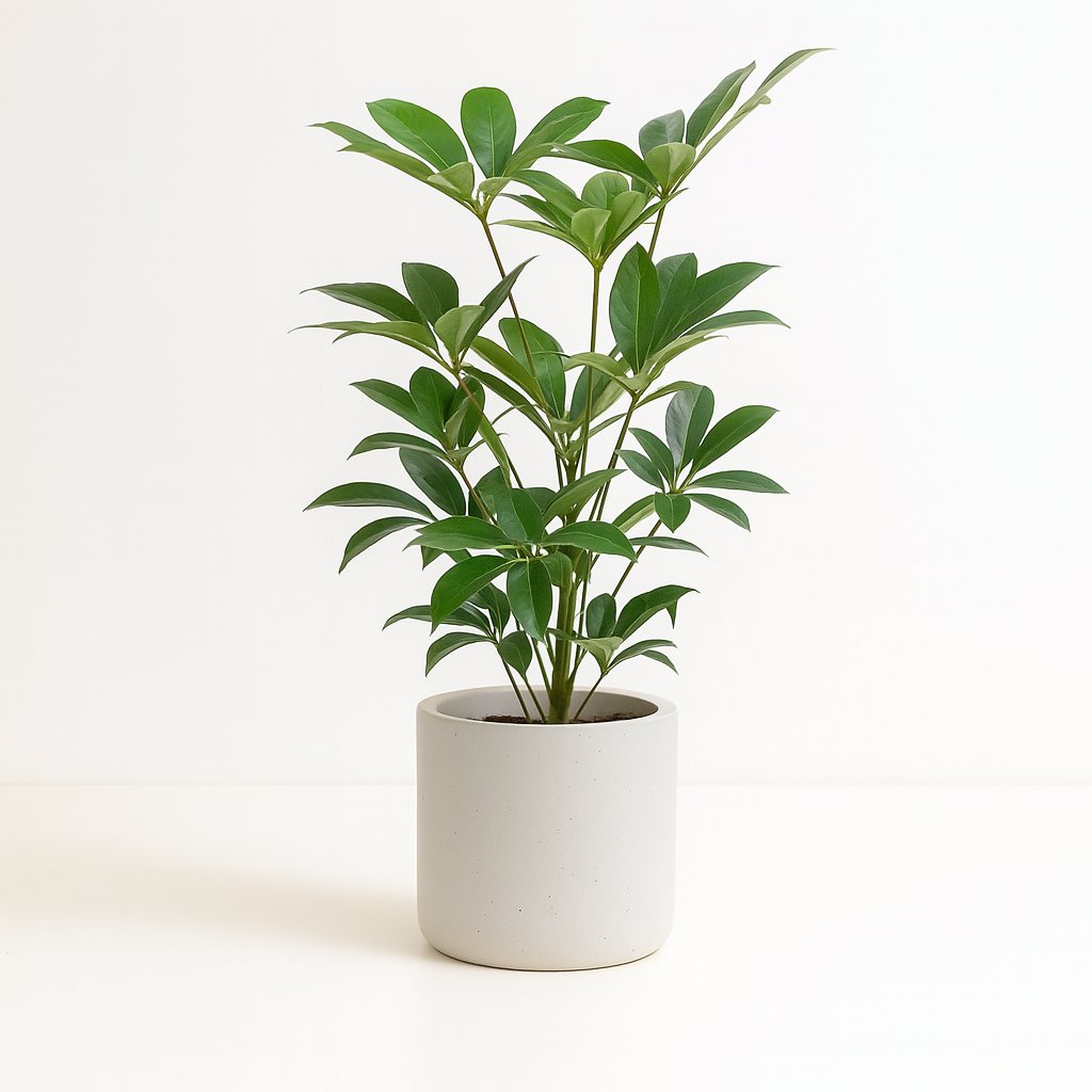 Schefflera Actinophylla Amate - 100cm in einem modernen Studio mit modernem Topf
