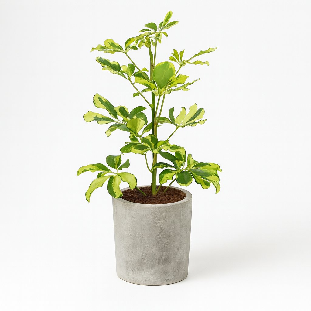 Schefflera Charlotte - 45cm in einem modernen Studio mit modernem Topf