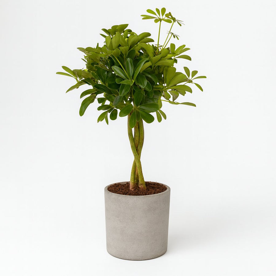 Schefflera Compacta - 80cm in einem modernen Studio mit modernem Topf