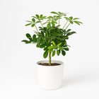 Schefflera Compacta Nora - 50cm in einem modernen Studio mit modernem Topf