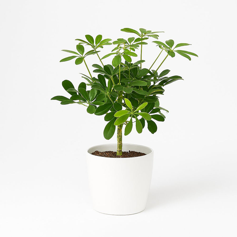 Schefflera Compacta Nora - 50cm in einem modernen Studio mit modernem Topf