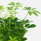 Schefflera Compacta Nora - 50cm