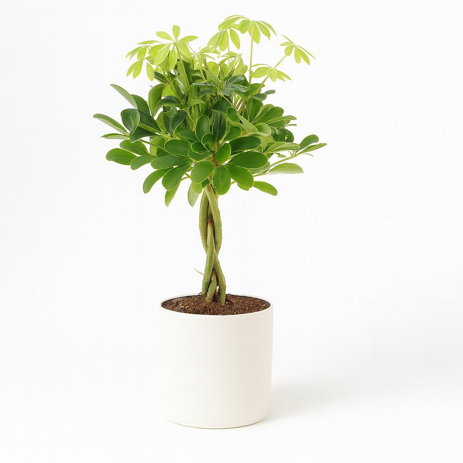 Schefflera Compacta Nora - 60cm in einem modernen Studio mit modernem Topf