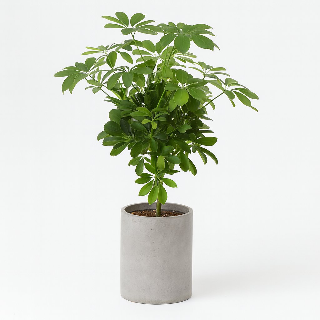 Schefflera Compacta Nora - 75cm in einem modernen Studio mit modernem Topf