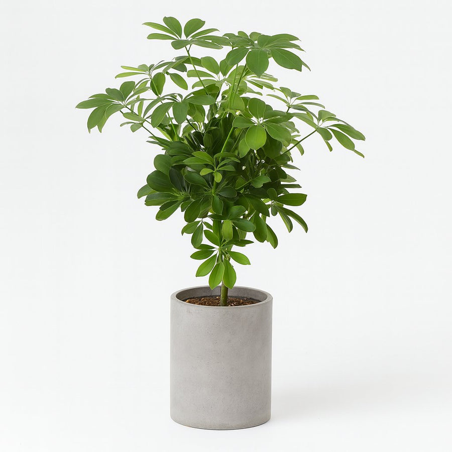 Schefflera Compacta Nora - 75cm in einem modernen Studio mit modernem Topf