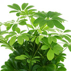 Schefflera Compacta Nora - 75cm