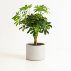 Schefflera Gold Capella - 75cm in einem modernen Studio mit modernem Topf
