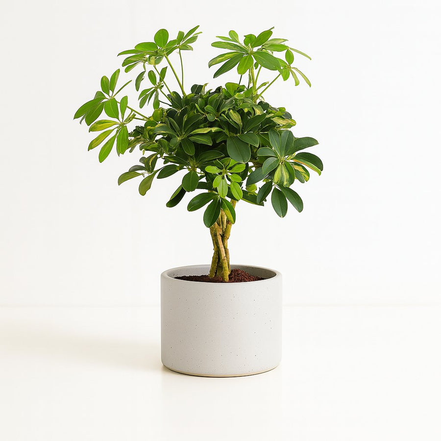 Schefflera Gold Capella - 75cm in einem modernen Studio mit modernem Topf