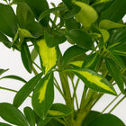 Schefflera Gerda - 35cm