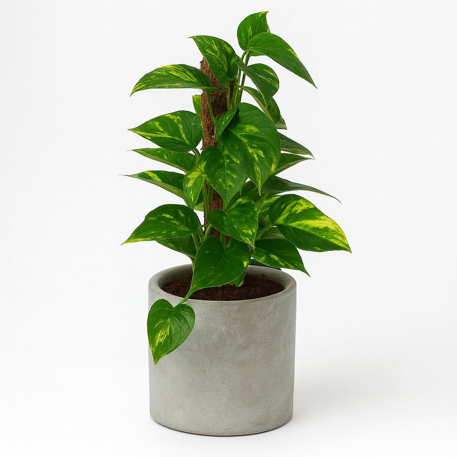 Scindapsus - 50cm in einem modernen Studio mit modernem Topf