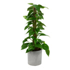 Scindapsus - 80cm in einem modernen Studio mit modernem Topf