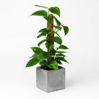 Scindapsus Epipremnum - 50cm in einem modernen Studio mit modernem Topf