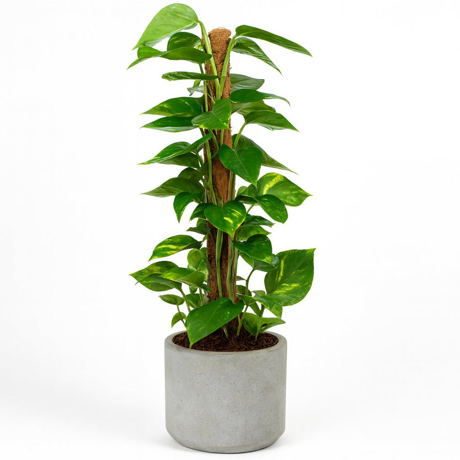 Scindapsus Epipremnum - 80cm in einem modernen Studio mit modernem Topf