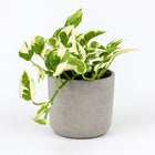 Scindapsus Njoy - 15cm in einem modernen Studio mit modernem Topf