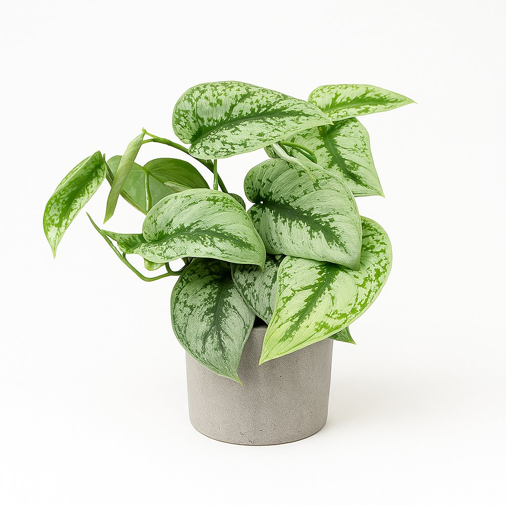 Scindapsus Pictus Trebie - 15cm in einem modernen Studio mit modernem Topf