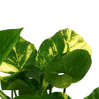 Scindapsus Aureum - 25cm