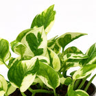 Scindapsus Njoy - 15cm-Nahaufnahme