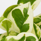 Scindapsus Njoy - 15cm