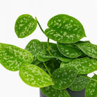 Scindapsus Pictus Argyraeus - 15cm