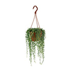 Senecio Herreianus - 20cm in einem modernen Studio mit modernem Topf