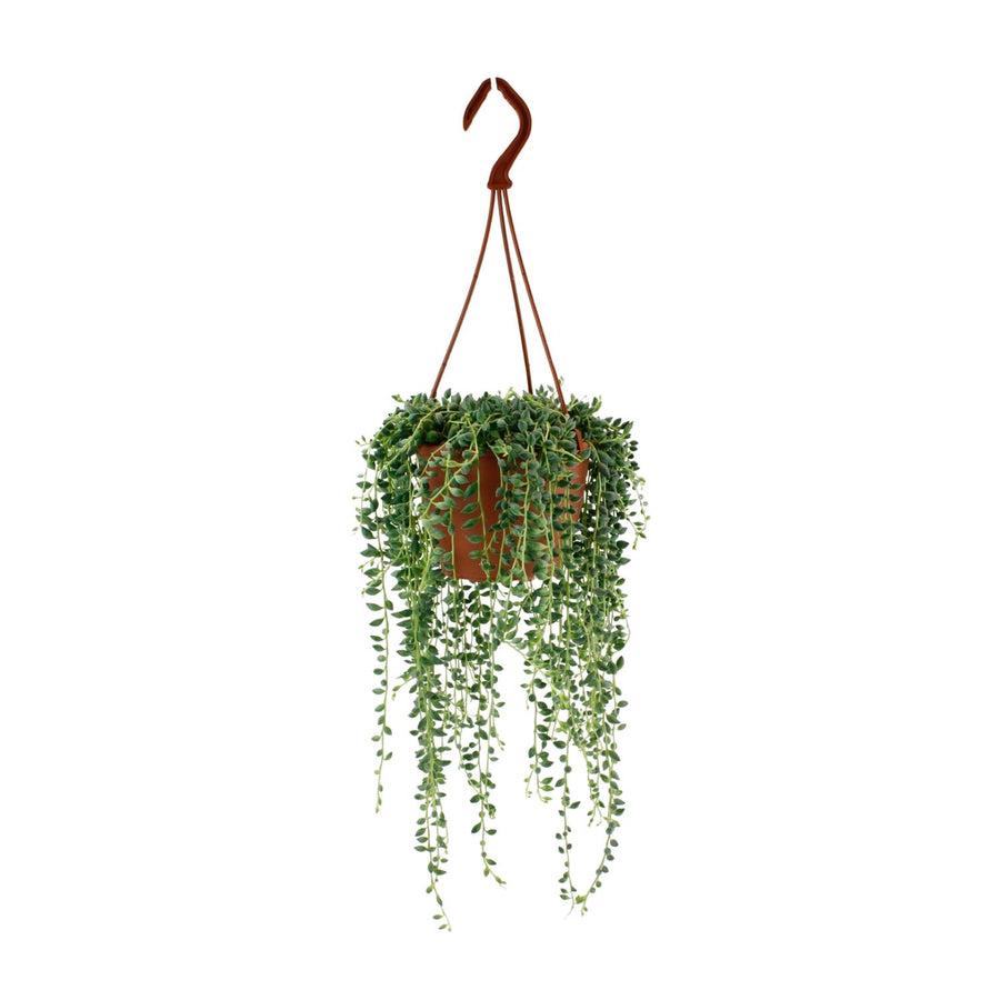 Senecio Herreianus - 20cm in einem modernen Studio mit modernem Topf