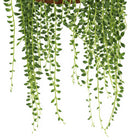 Senecio Herreianus - 20cm