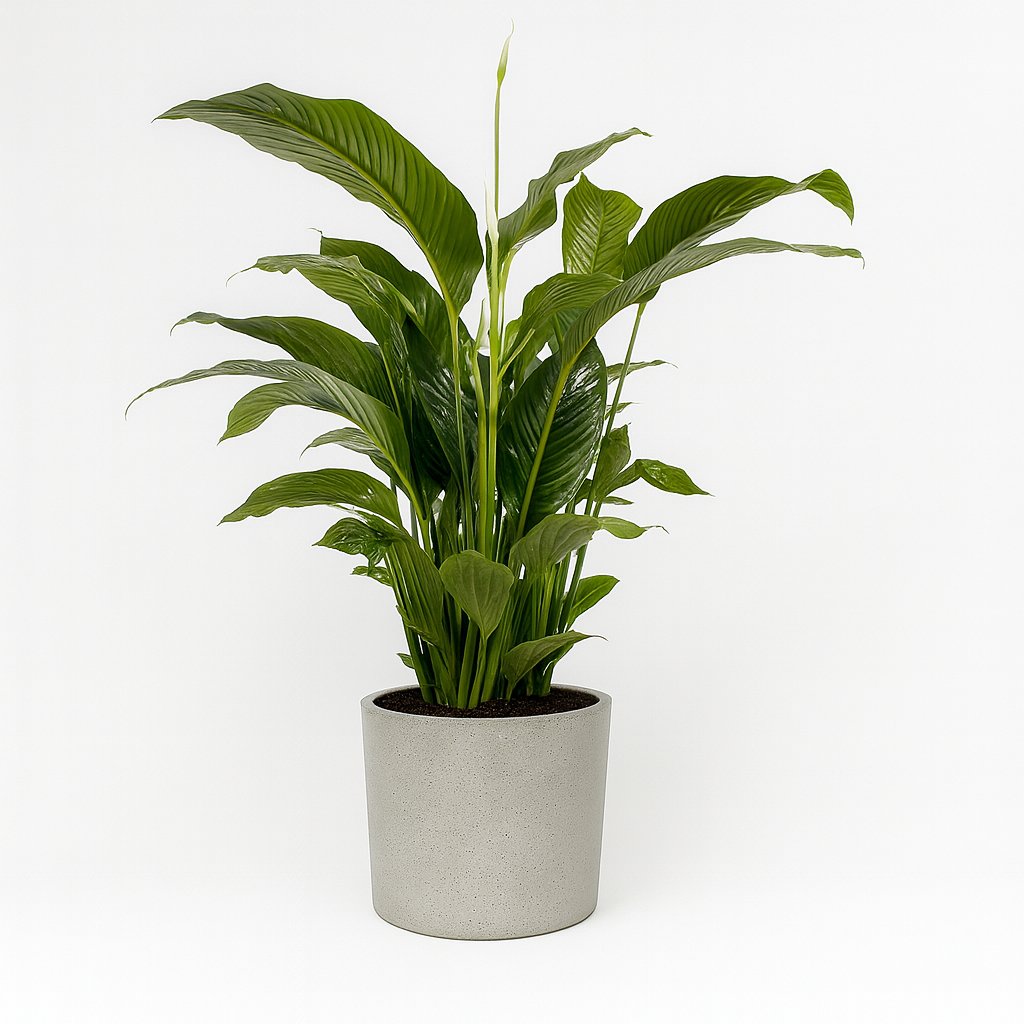 Spathiphyllum Bellini - 100cm in einem modernen Studio mit modernem Topf