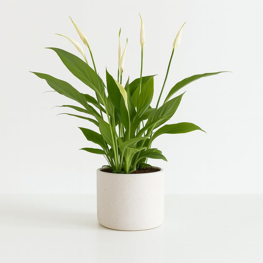 Spathiphyllum Bingo Cupido - 45cm in einem modernen Studio mit modernem Topf