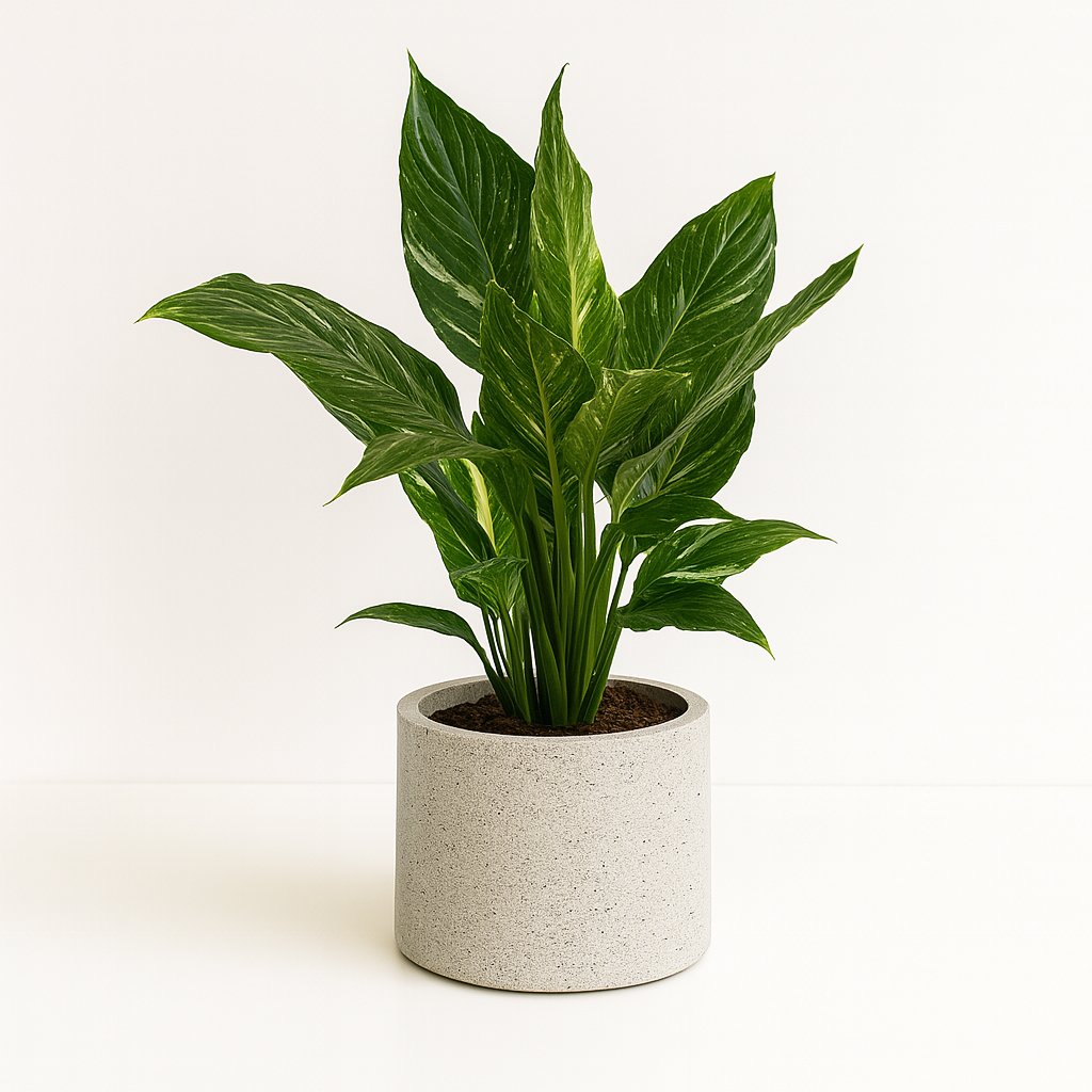 Zimmerpflanzen mit großen Blättern (Set 4)