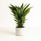 Spathiphyllum Sweet Sebastiano - 110cm in einem modernen Studio mit modernem Topf