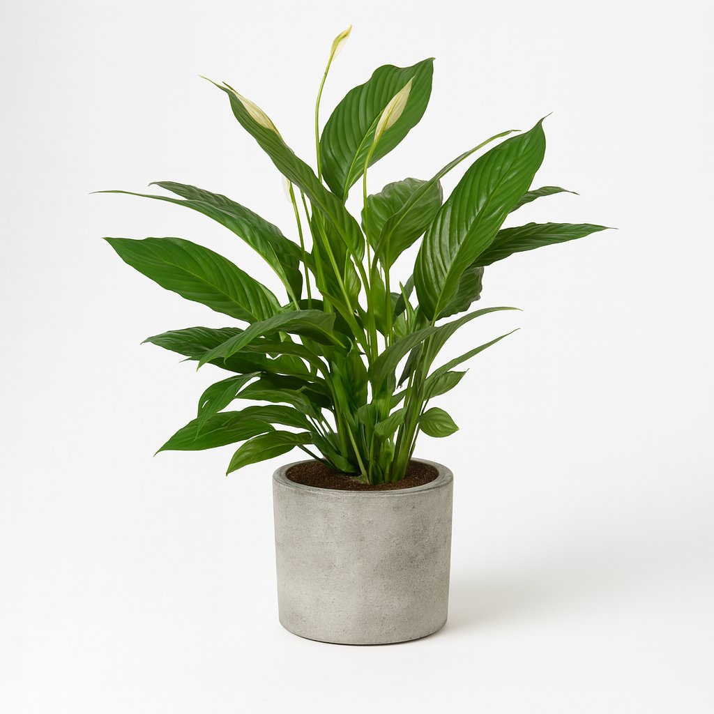 Spathiphyllum Vivaldi - 70cm in einem modernen Studio mit modernem Topf