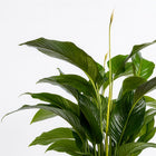 Spathiphyllum Bellini - 100cm