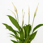 Spathiphyllum Bingo Cupido - 45cm