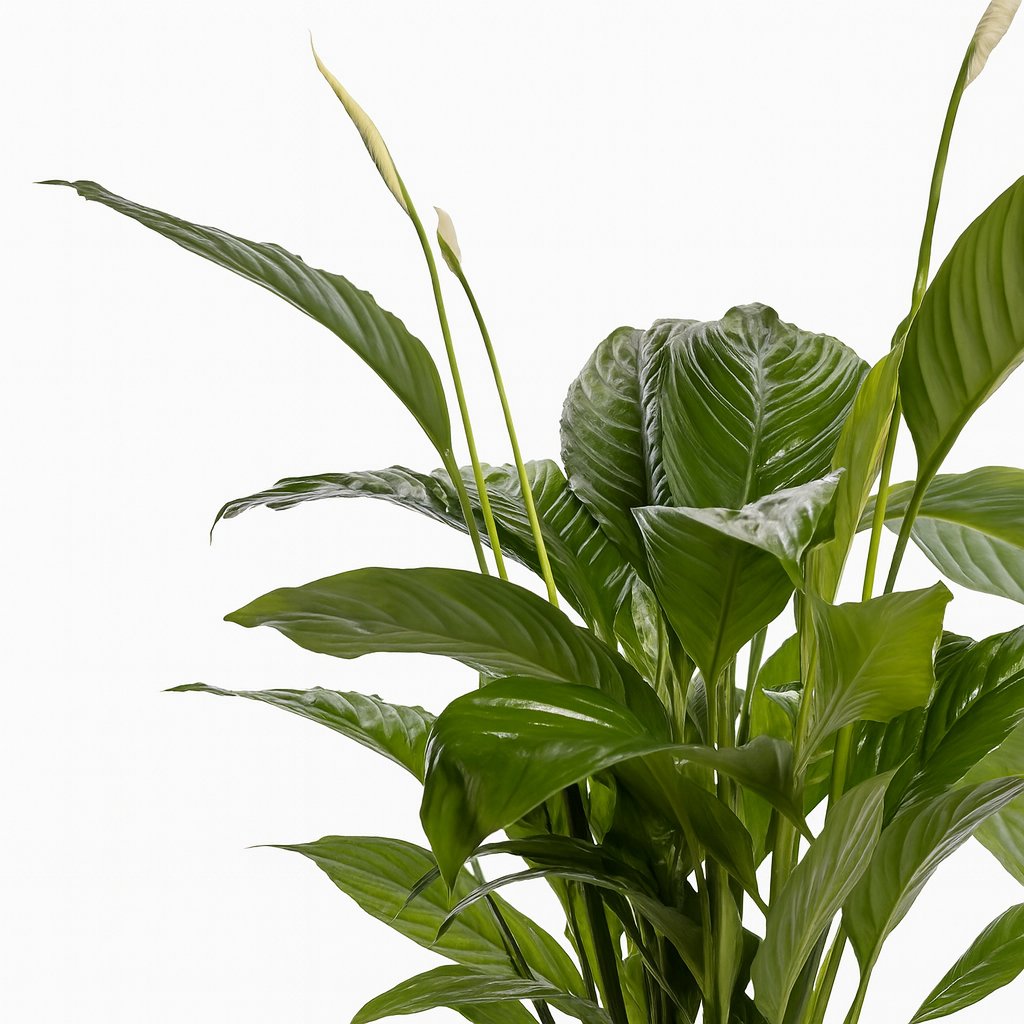 Spathiphyllum Bingo Cupido - 80cm