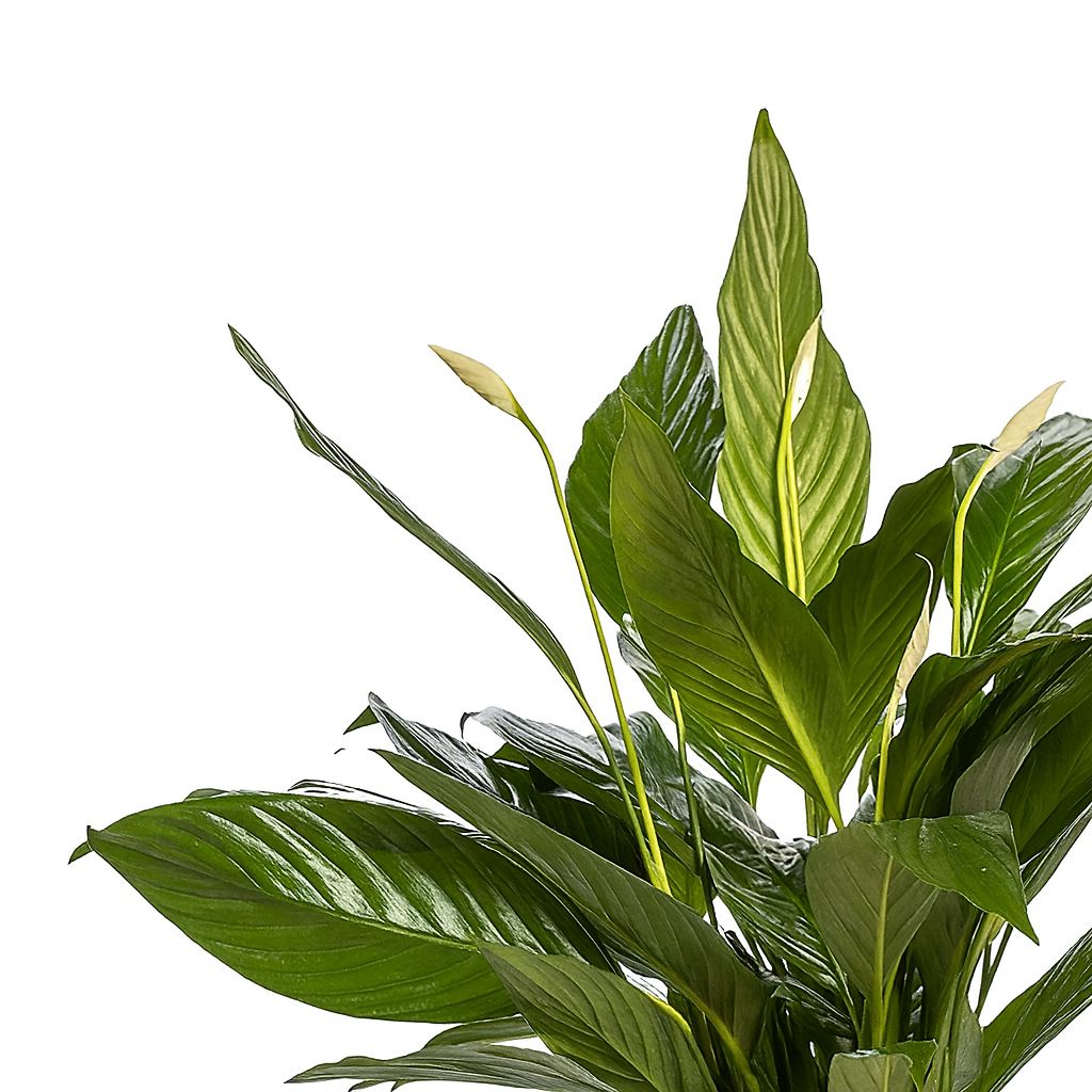 Spathiphyllum Bingo Cupido - 80cm