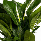 Spathiphyllum Sweet Sebastiano - 110cm