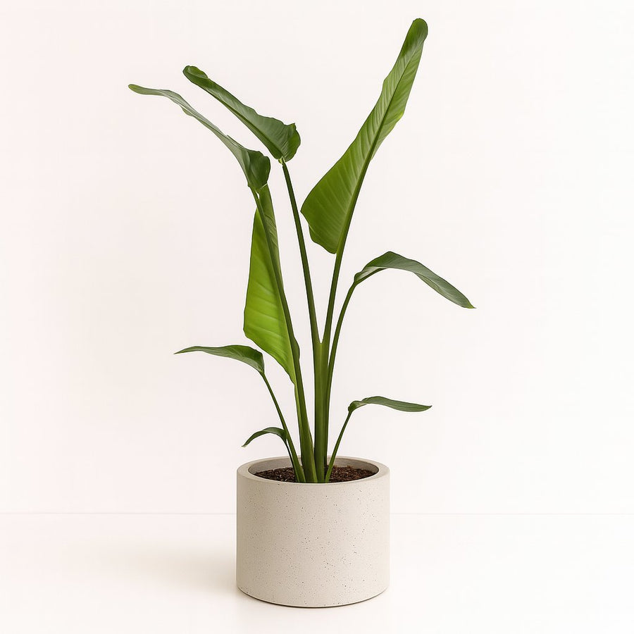 Strelitzia Nicolai - 100cm in einem modernen Studio mit modernem Topf