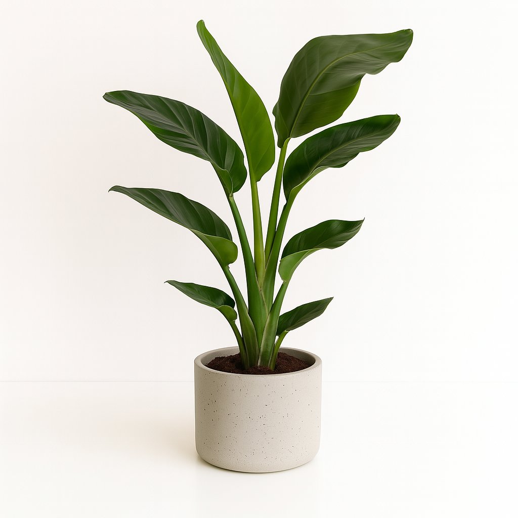 Strelitzia Nicolai - 70cm in einem modernen Studio mit modernem Topf